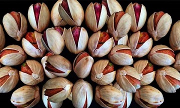 تصویر 2 از خرید پسته کله قوچی رفسنجان + قیمت فروش استثنایی